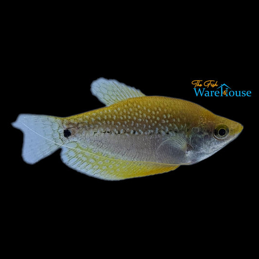 Gold Pearl Leeri Gourami (Trichopodus leerii)