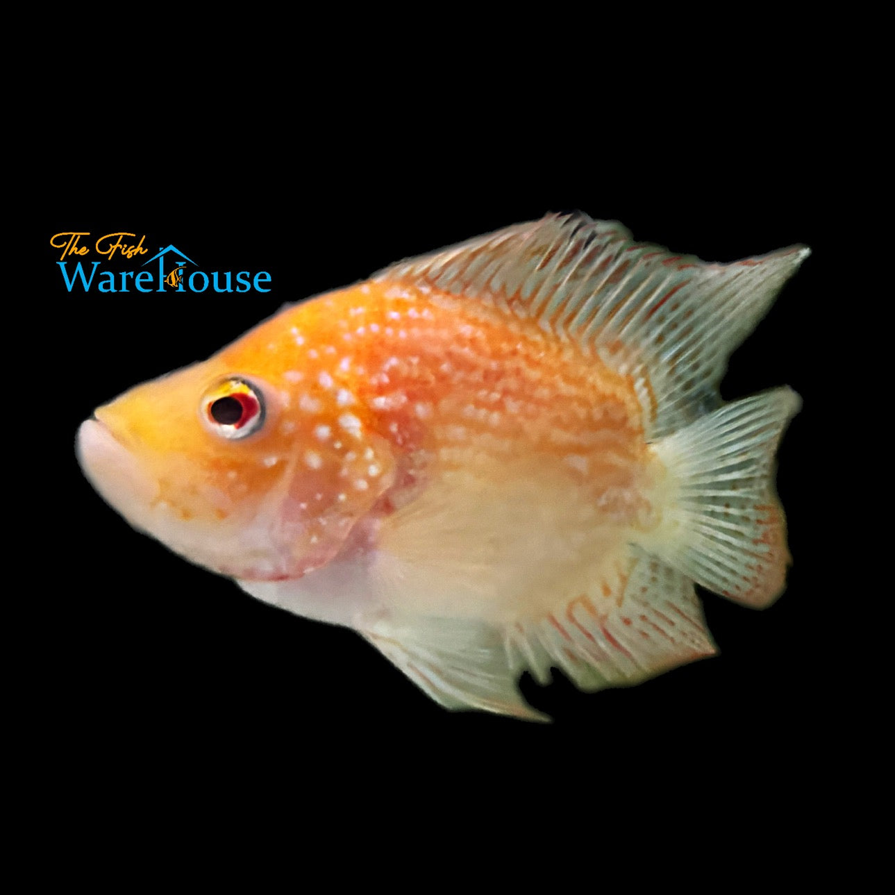 Balloon Red Texas Cichlid (Herichthys cyanoguttatum red)