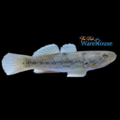 Snakehead Gudgeon (Giuris margaritacea)