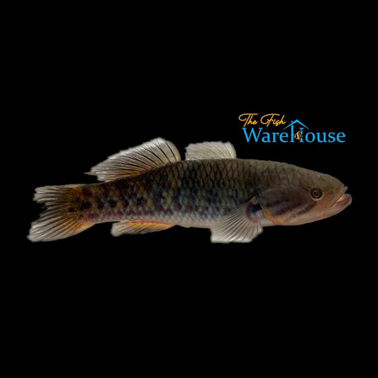 Snakehead Gudgeon (Giuris margaritacea)