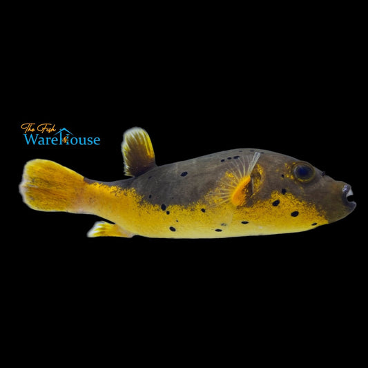 Golden Belly Dogface Puffer (Arothron nigropunctatus)