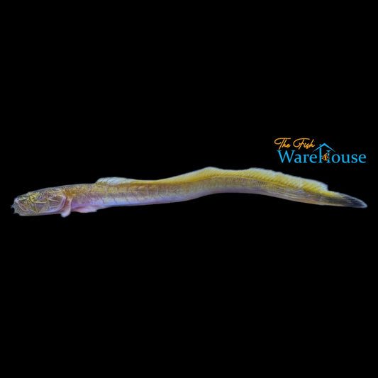 Bearded Worm Goby (Taenioides cirratus)