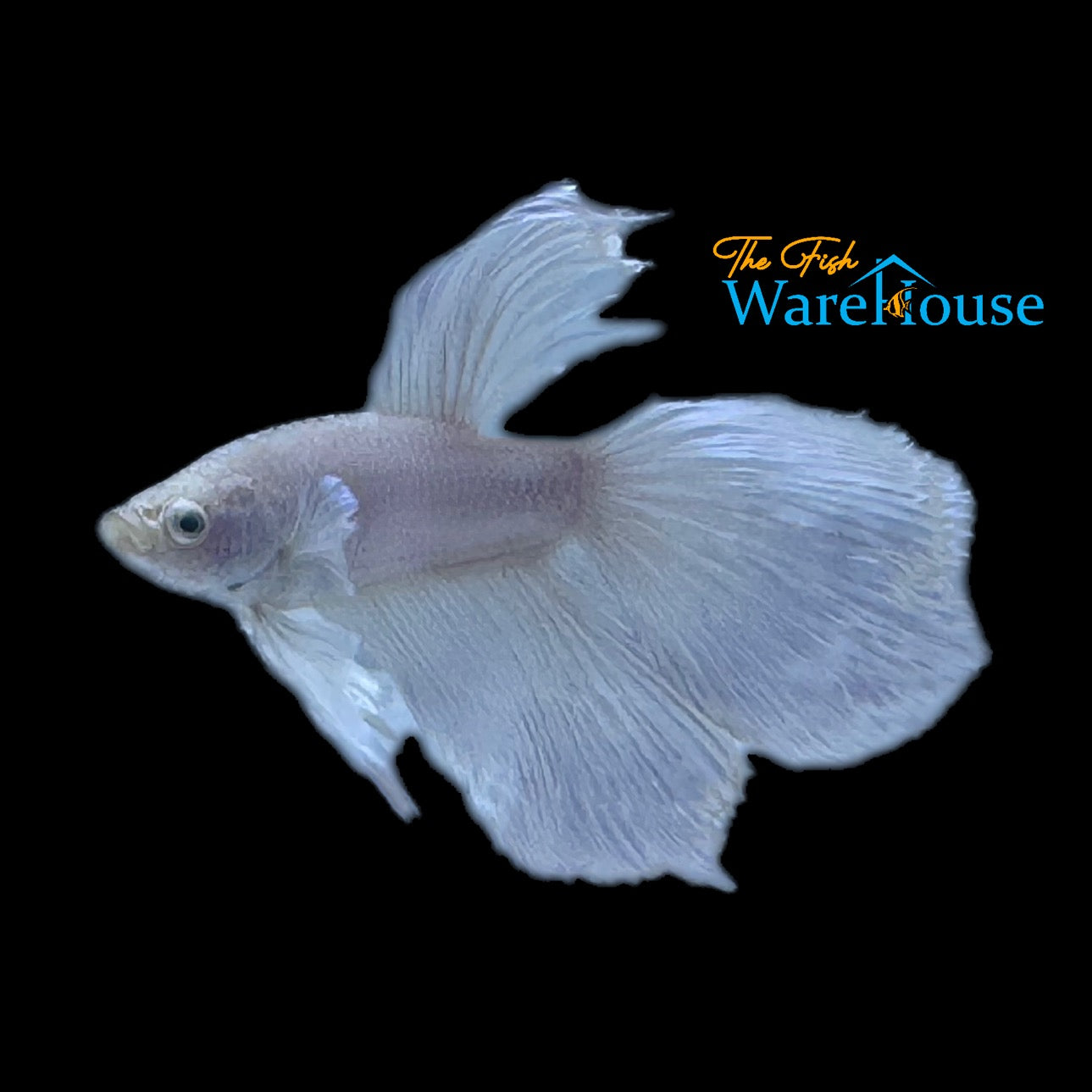 Platinum White Halfmoon Betta - Male (Betta splendens)