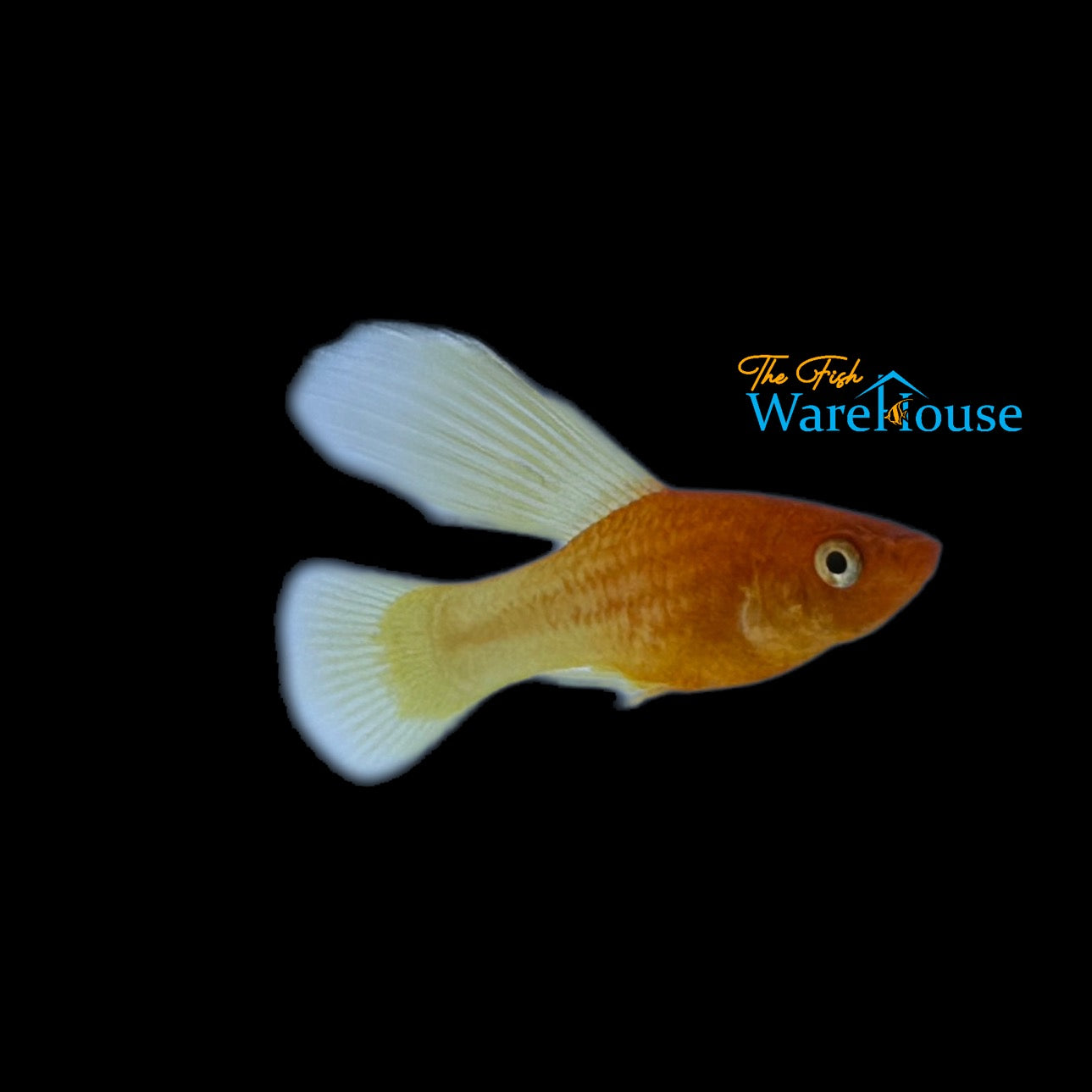 Super High Fin Golden Red Platy (Xiphophorus maculatus)