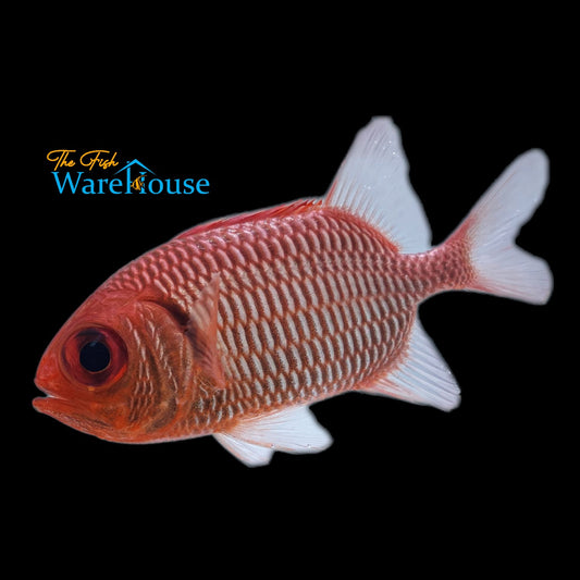 Bigeye Soldierfish (Myripristis jacobus)