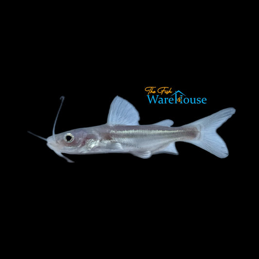 Redtail Catfish x Iridescent Shark Hybrid (Phractocephalus hemioliopterus x Pangasianodon hypophthalmus)