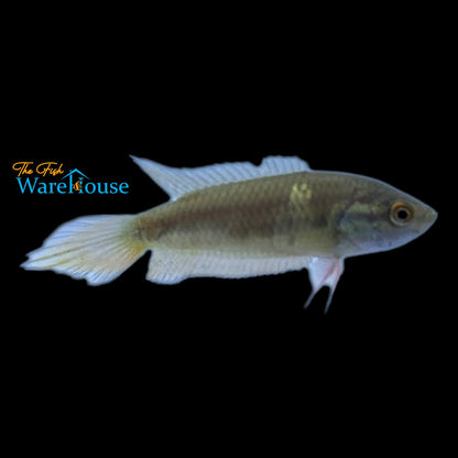 Indian Spike-Tail Paradise Fish (Pseudosphromenus dayi)