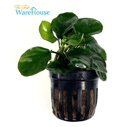 Golden Coin Anubias (Anubias barteri round 'golden coin')