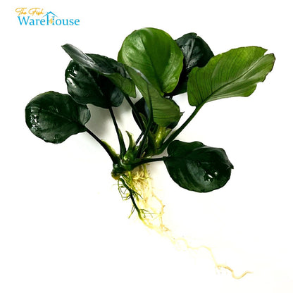 Golden Coin Anubias (Anubias barteri round 'golden coin')