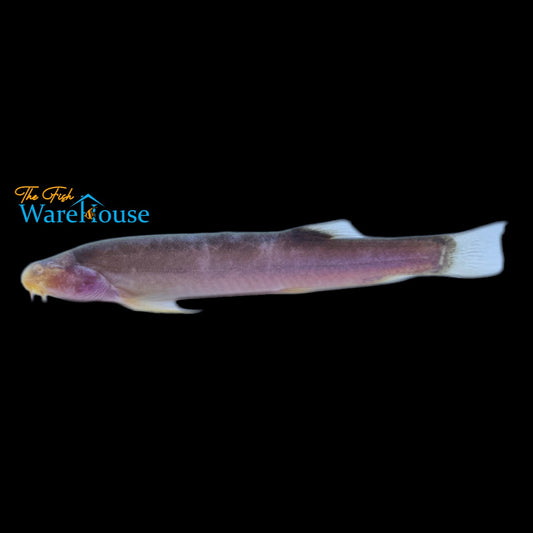 Blind Pink Cave Loach (Lepidocephalus microchip)