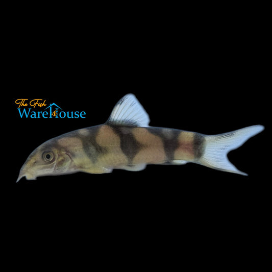 Clown x Yo-Yo Loach Hybrid (Chromobotia macracanthus x Botia almorhae)