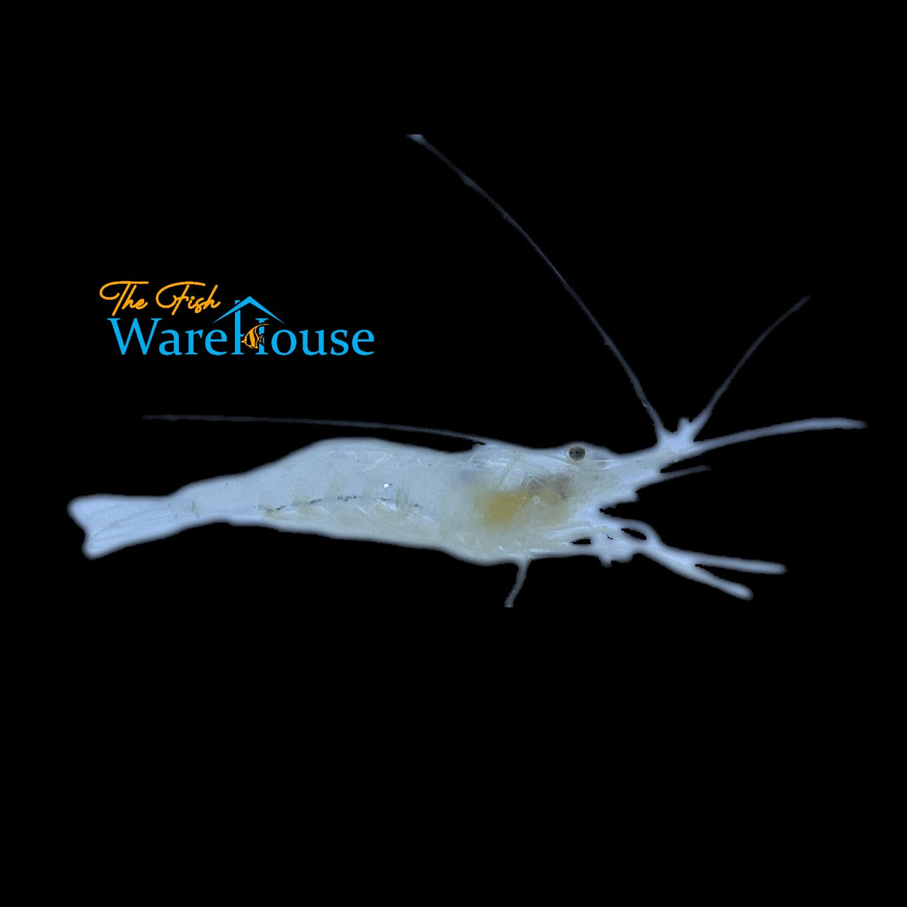 Ghost Shrimp (Palaemonetes paludosus)