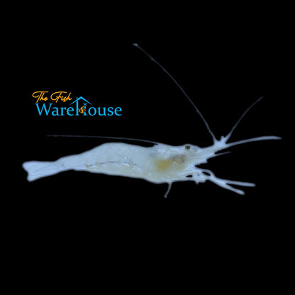 Ghost Shrimp (Palaemonetes paludosus)