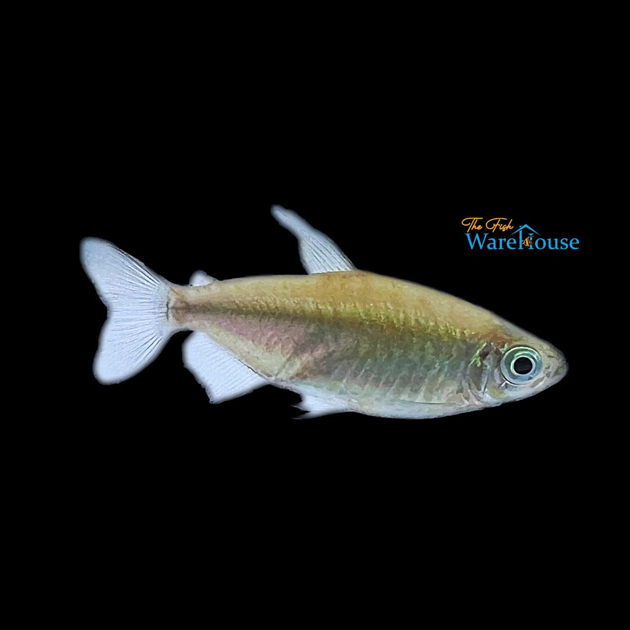 Golden Congo Tetra (Phenacogrammus interruptus gold)