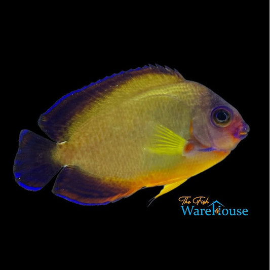 Golden Coral Beauty Angelfish (Centropyge bispinosa)