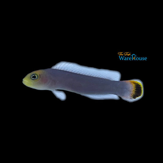 Soot-tail Dottyback (Pseudochromis fuligifinis)