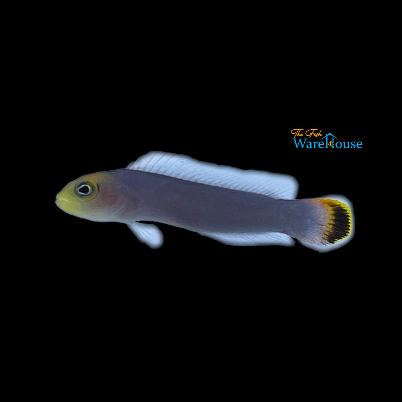 Soot-tail Dottyback (Pseudochromis fuligifinis)