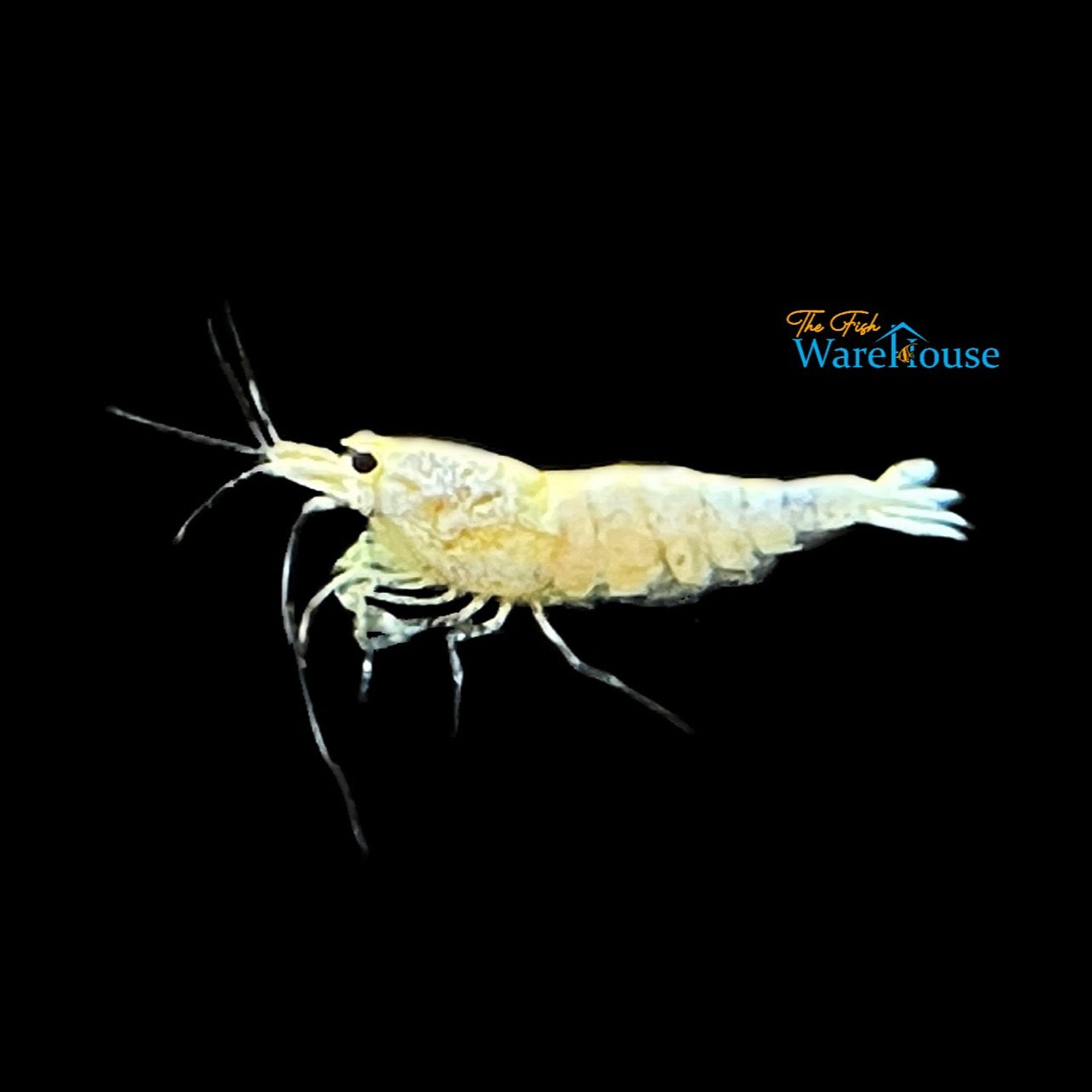 Golden Crystal Shrimp (Caridina cantonensis)