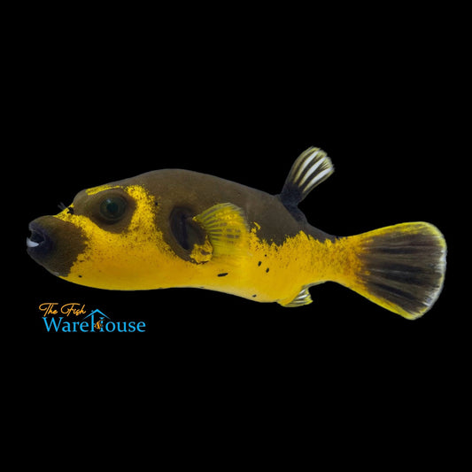 Golden Dogface Puffer (Arothron nigropunctatus)