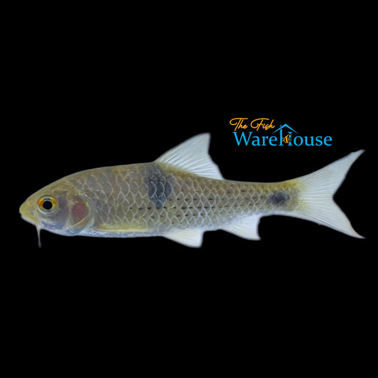 Olive Barb (Systomus sarana)