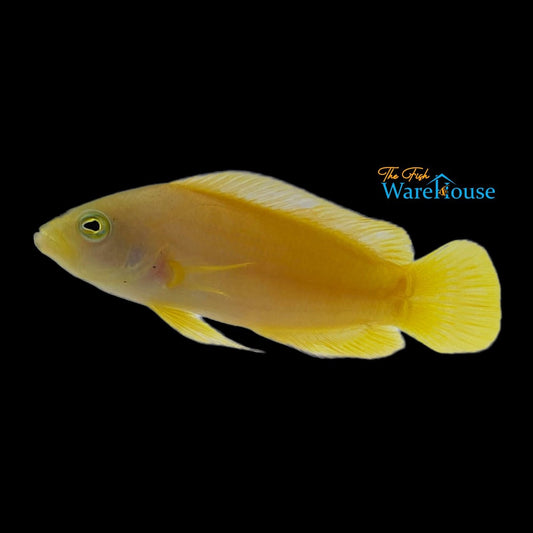 Golden Dottyback (Pseudochromis fuscus)