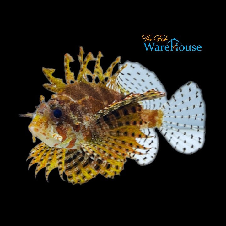 Golden Fuzzy Dwarf Lionfish (Dendrochirus brachypterus golden)