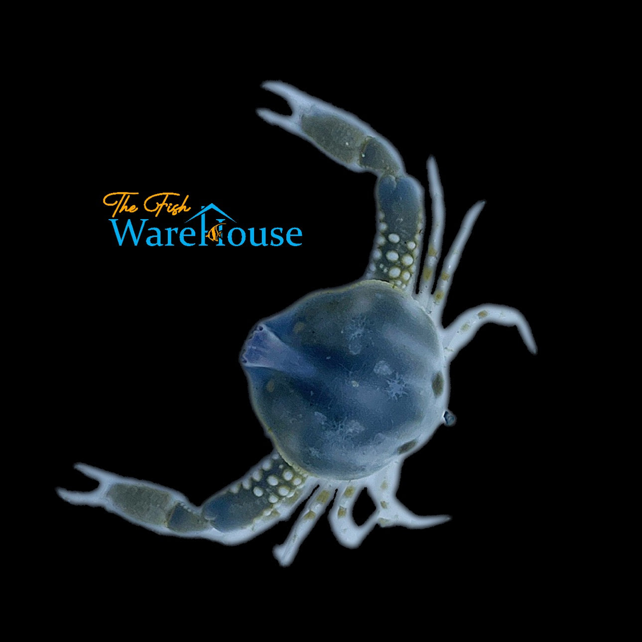 Blue Pebble Crab (Leucosia formosensis)