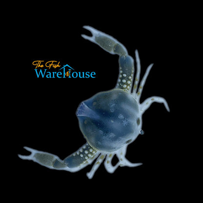 Blue Pebble Crab (Leucosia formosensis)