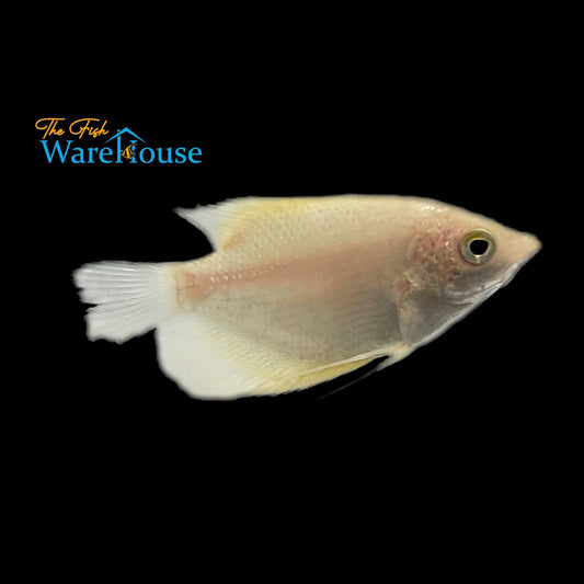 Golden Giant Gourami (Osphronemus goramy)