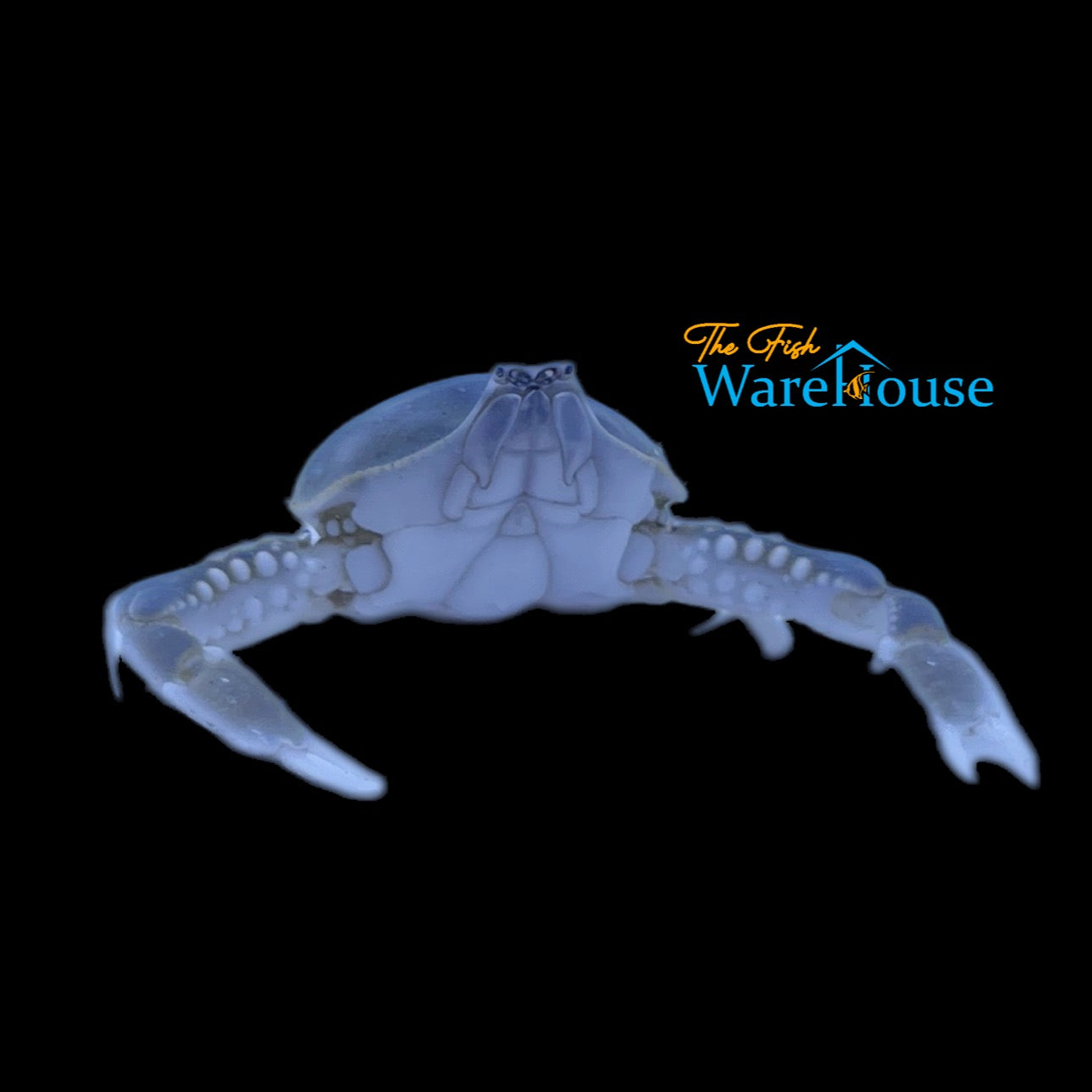 Blue Pebble Crab (Leucosia formosensis)