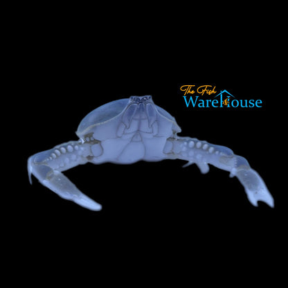 Blue Pebble Crab (Leucosia formosensis)