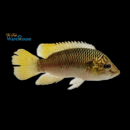 Golden Jewel Cichlid (Hemichromis sp, Guinea II)