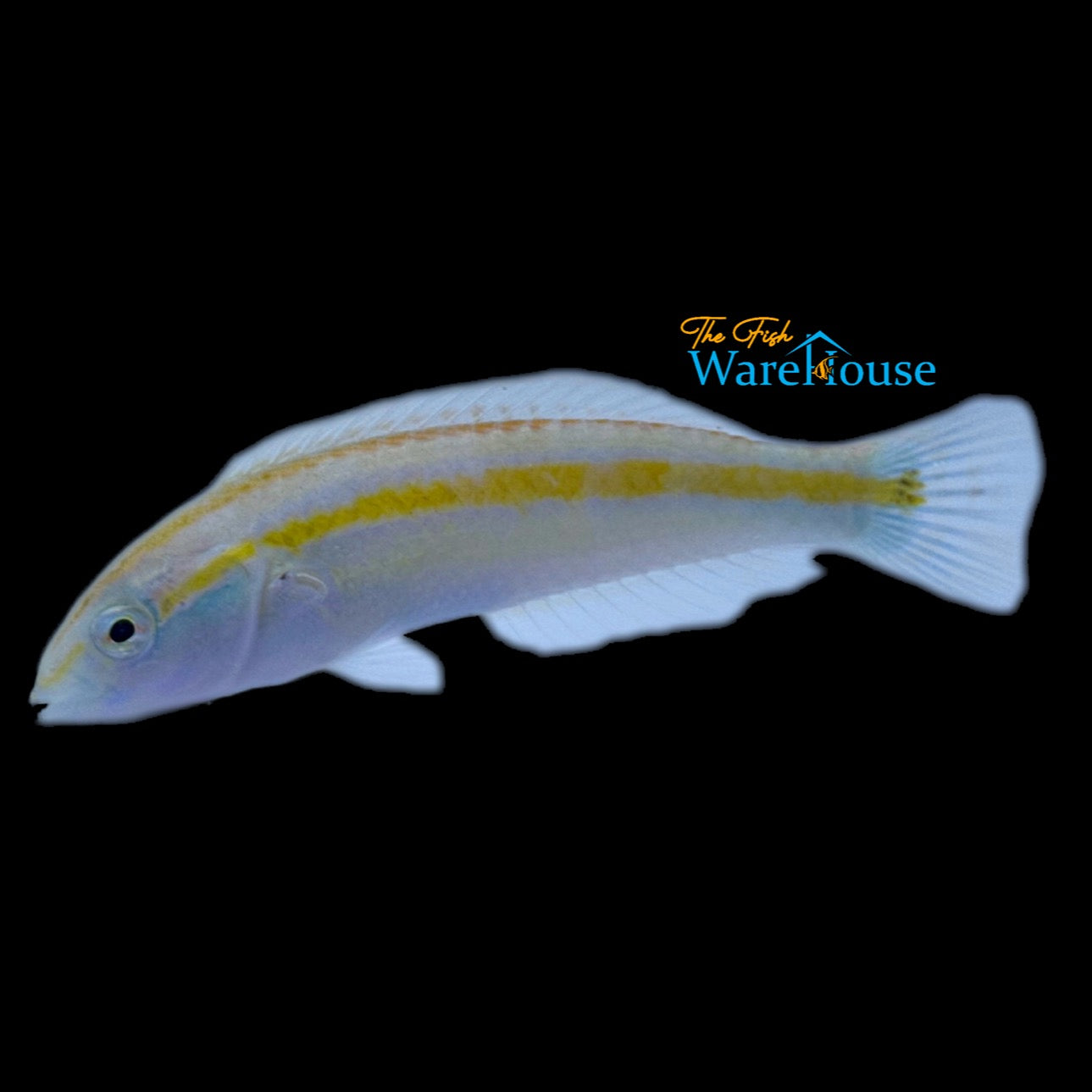 Ceylon Wrasse (Halichoeres zeylonicus)