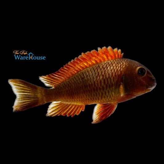 Golden Kazumbra Tropheus - Wild (Tropheus moorii 'Golden Kazumba')