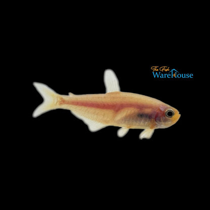 Golden Kerri Tetra (Inpaichthys kerri 'Gold')