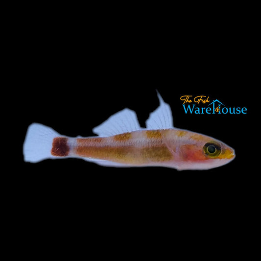 Blotched Tail Pygmy Goby (Trimma caudomaculatum)