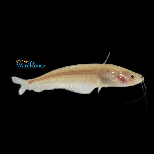 Golden Ompok Catfish (Ompok bimaculatus)