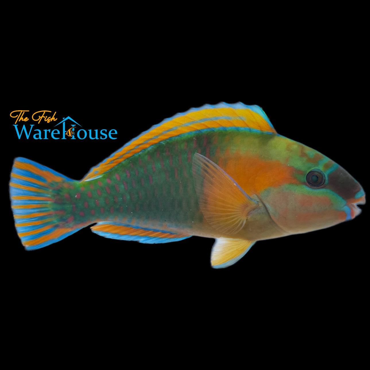 Bower's Parrotfish (Chlorurus bowersi)