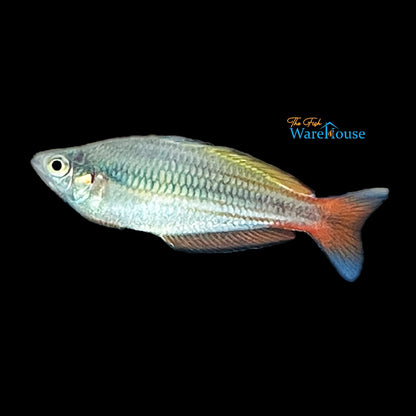 Golden Rainbowfish (Melanotaenia garylangei)