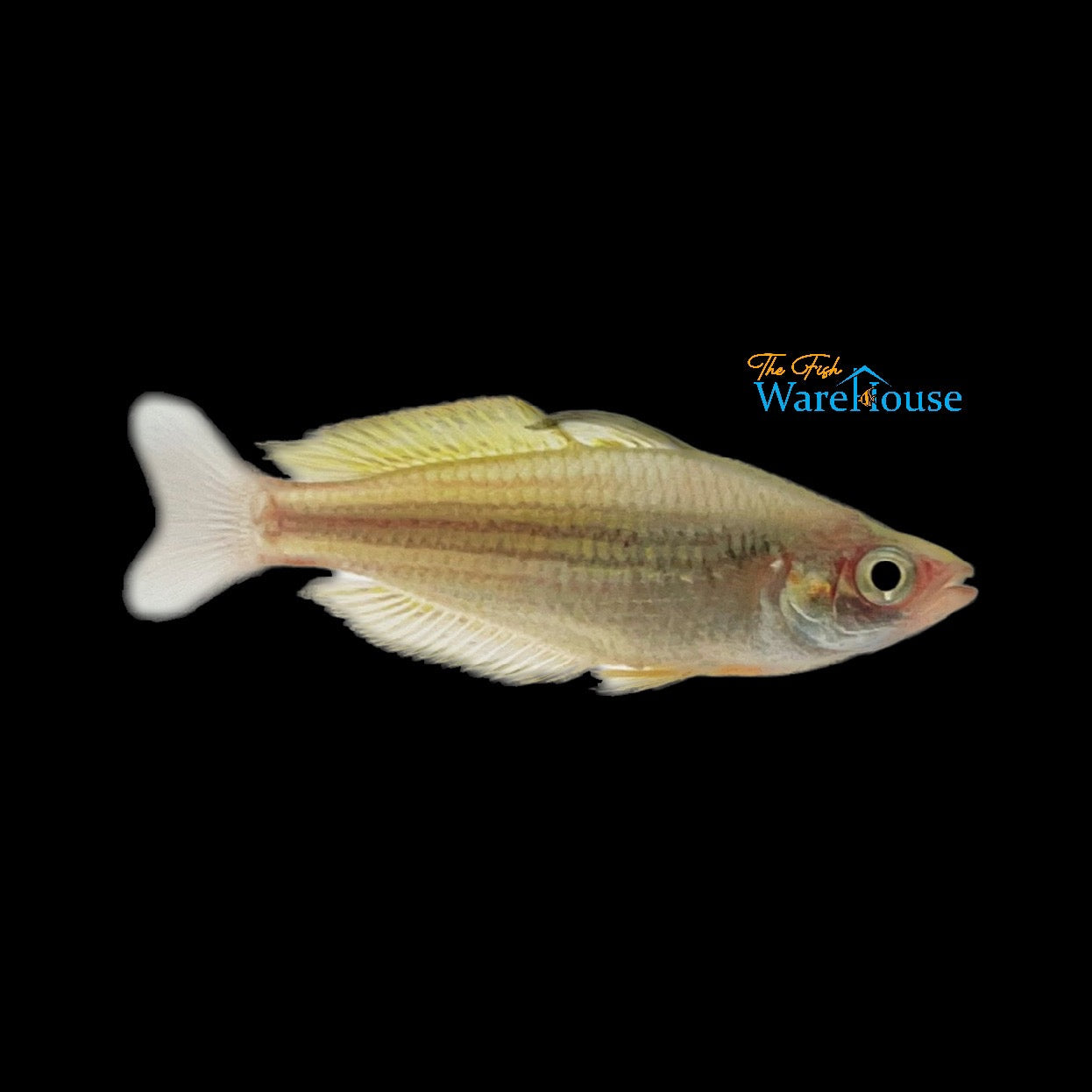 Golden Rainbowfish (Melanotaenia garylangei)