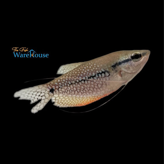 Pearl Leeri Gourami - Wild (Trichogaster leeri)