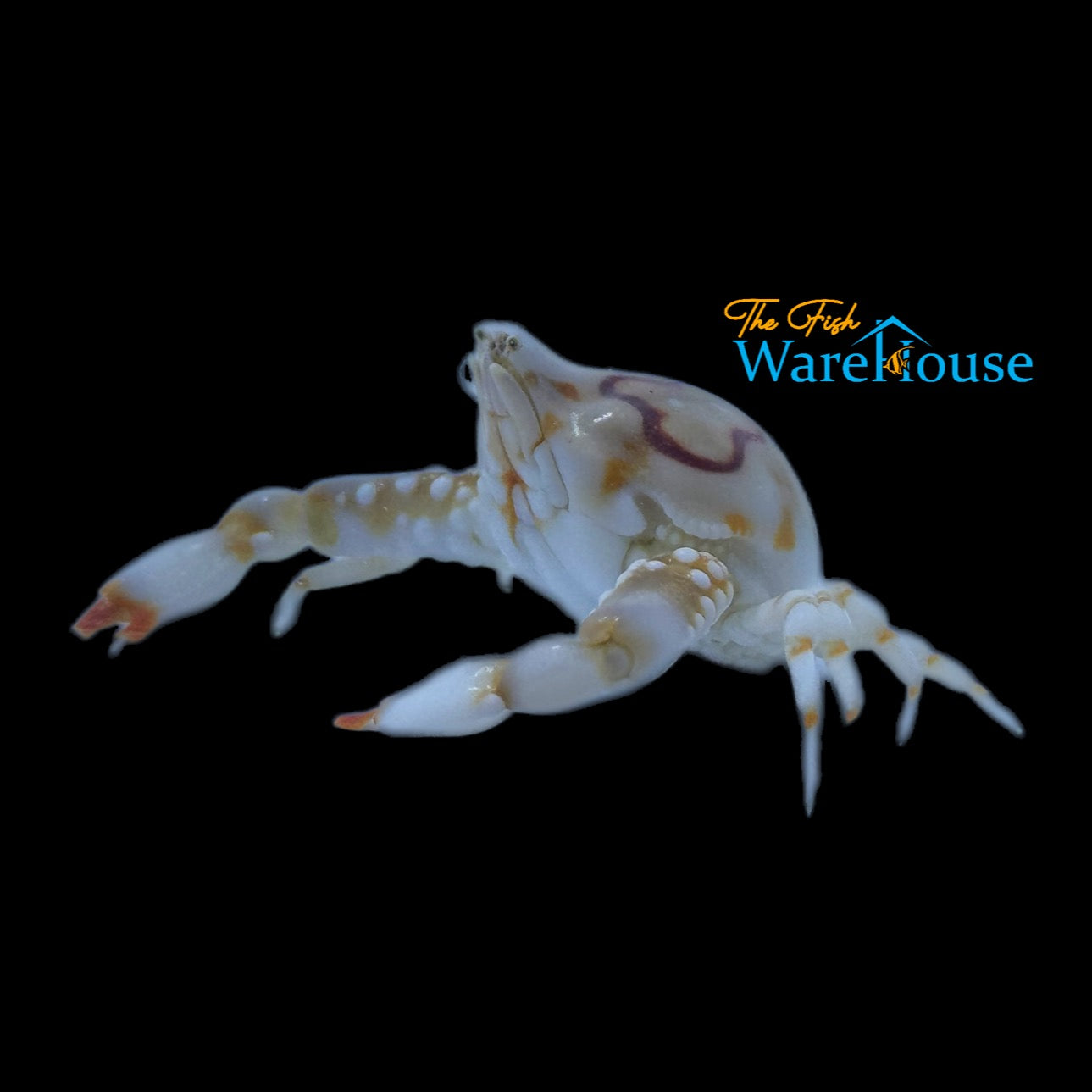 Porcelain Pebble Crab (Leucosia anatum)