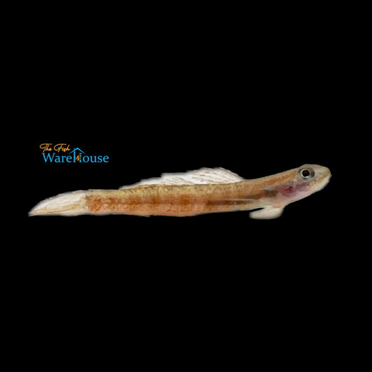 Golden Red Stiphodon Goby (Stiphodon rutilaureus)