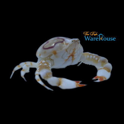 Porcelain Pebble Crab (Leucosia anatum)