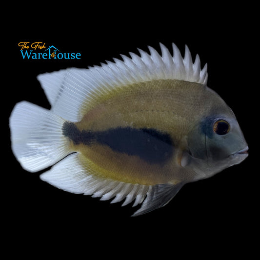 Uaru Cichlid (Uara amphiacanthoides)