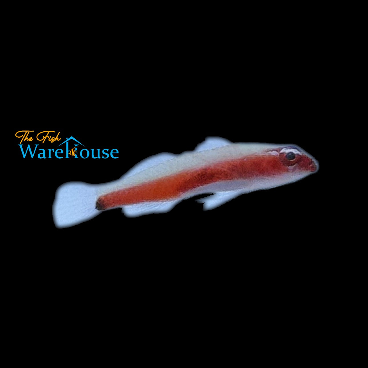 Brahm's Pygmy Goby (Eviota brahmi)