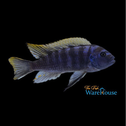 Ndonga Deep Cichlid (Cynotilapia zebroides 'Ndonga Deep')