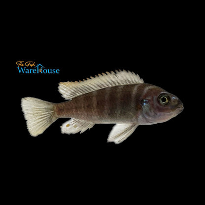 Ndonga Deep Cichlid (Cynotilapia zebroides 'Ndonga Deep')