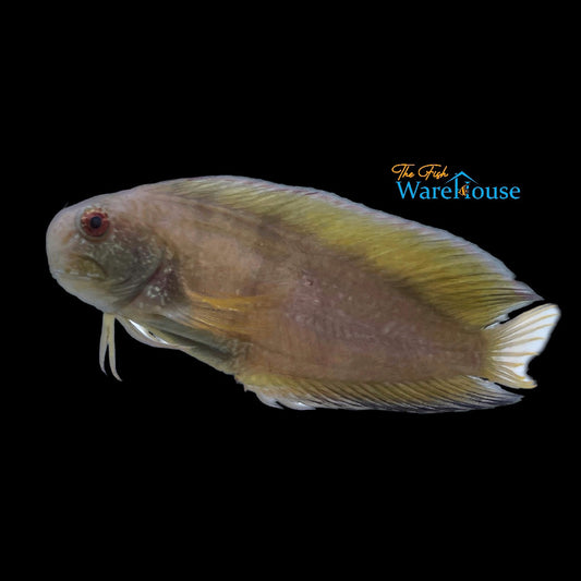 Golden Sailfin Blenny (Atrosalaria fuscus)