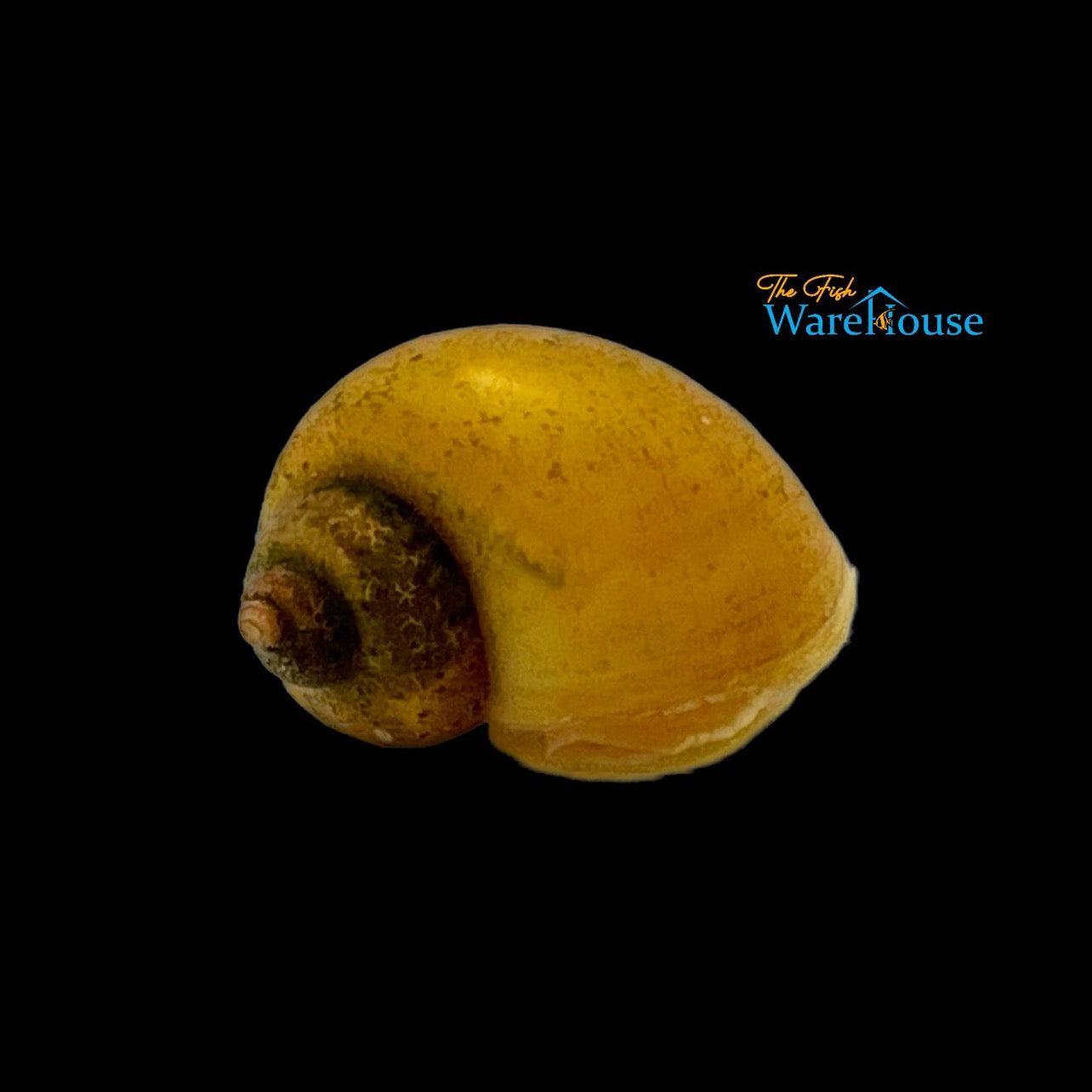 Golden Snail (Pomacea canaliculata)